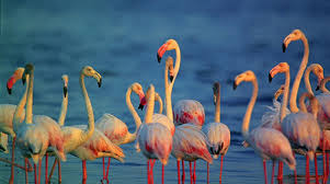 Serene Beach Retreat