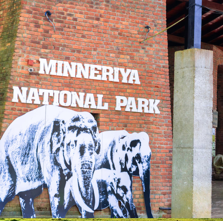 Minneriya national park