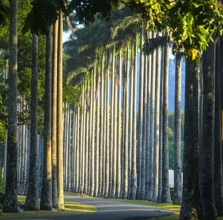 Peradeniya Botanical Garden