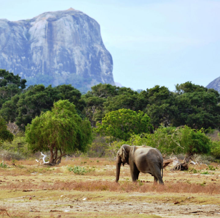 yala National Park