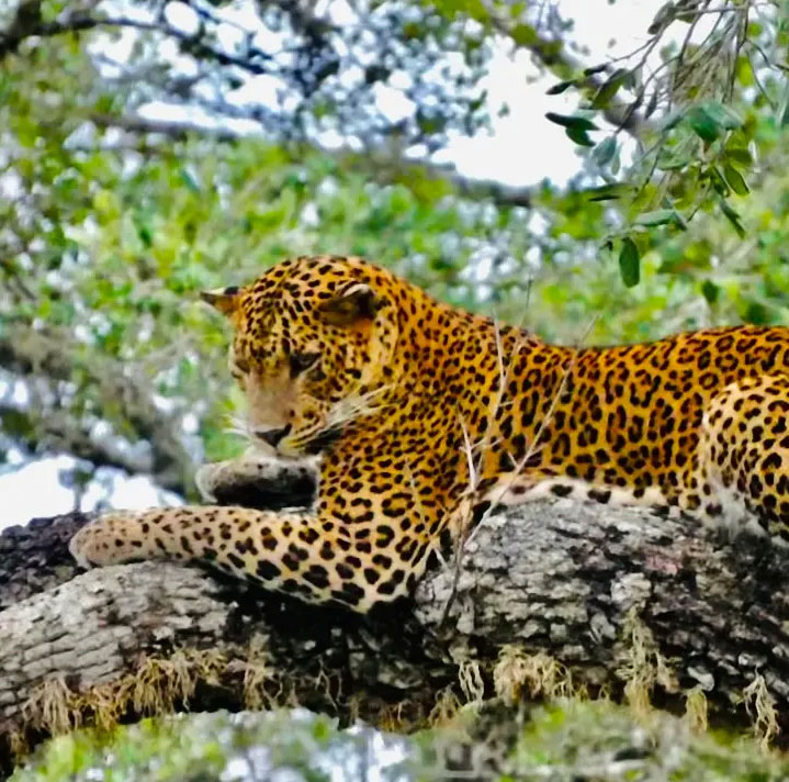 yala National Park