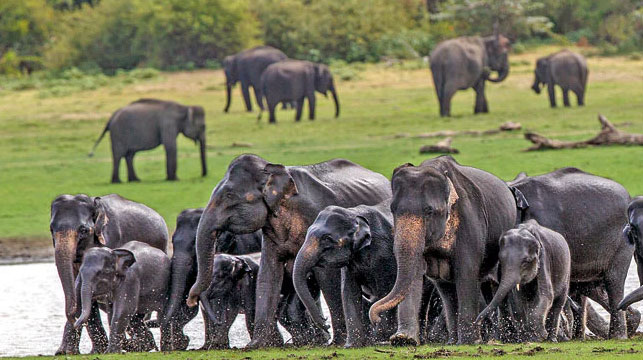 Udawalawe National Park